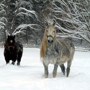 Meet your Posher, Karla